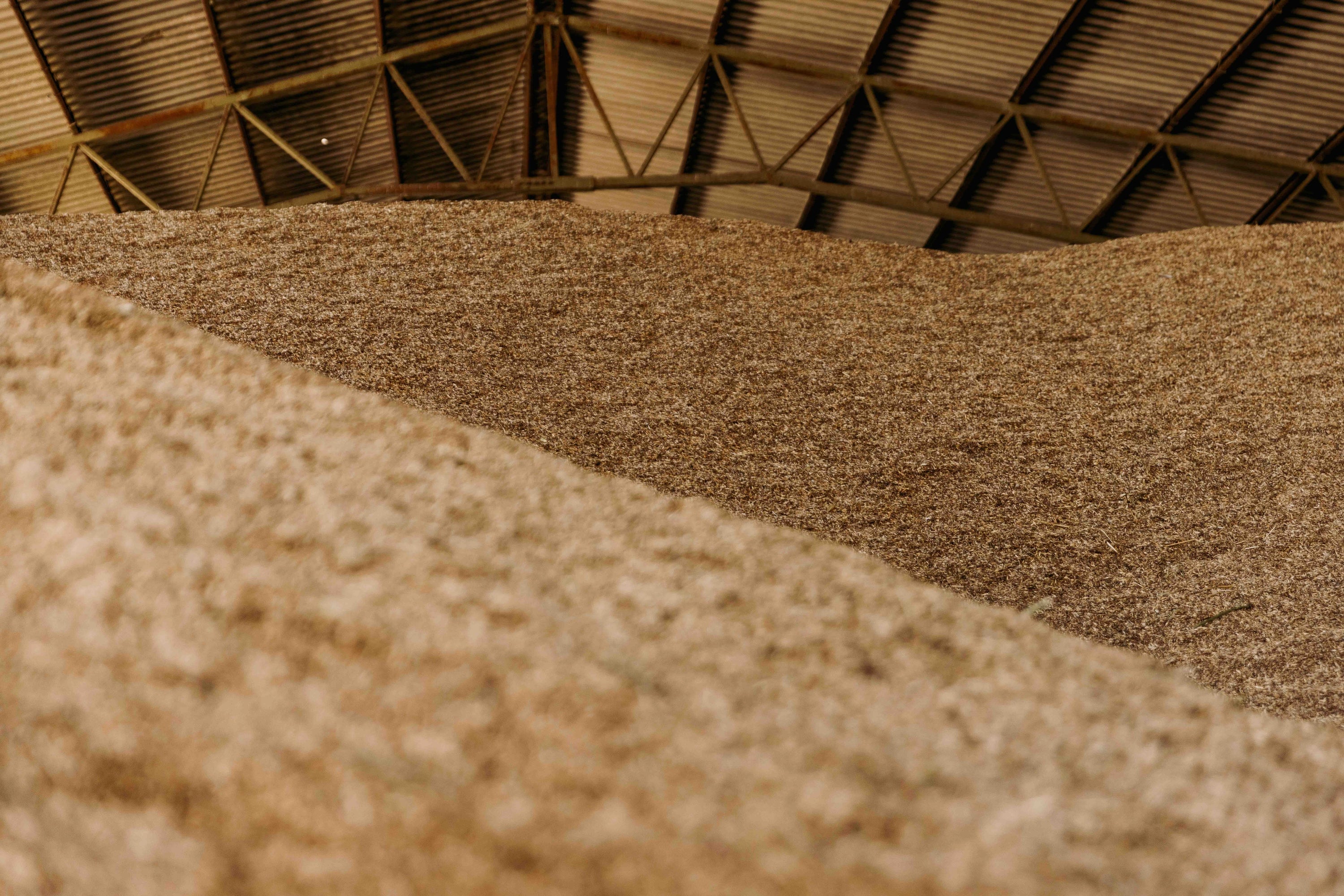 Einkorn: The Oldest Grain with the Purest Flavor