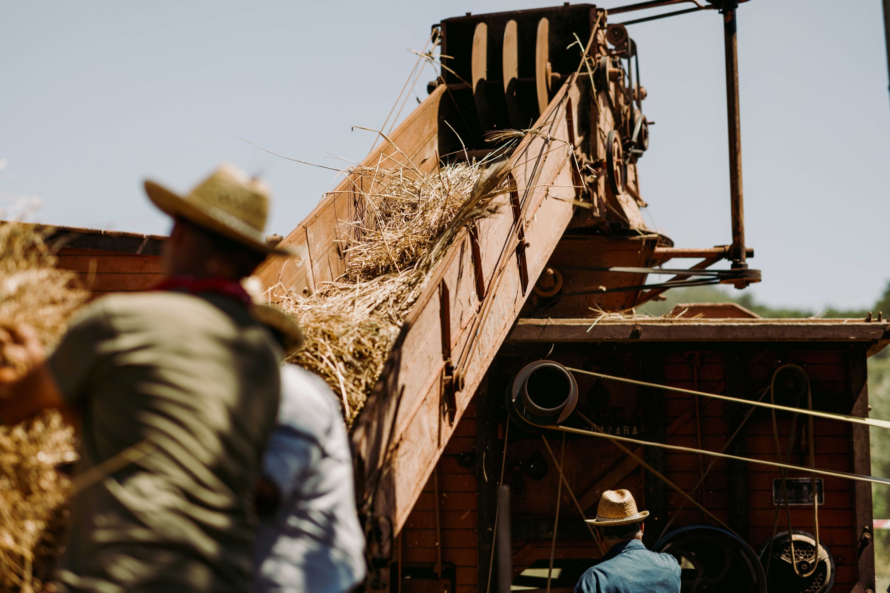 Senatore Cappelli: Italy’s Iconic Wheat Reborn