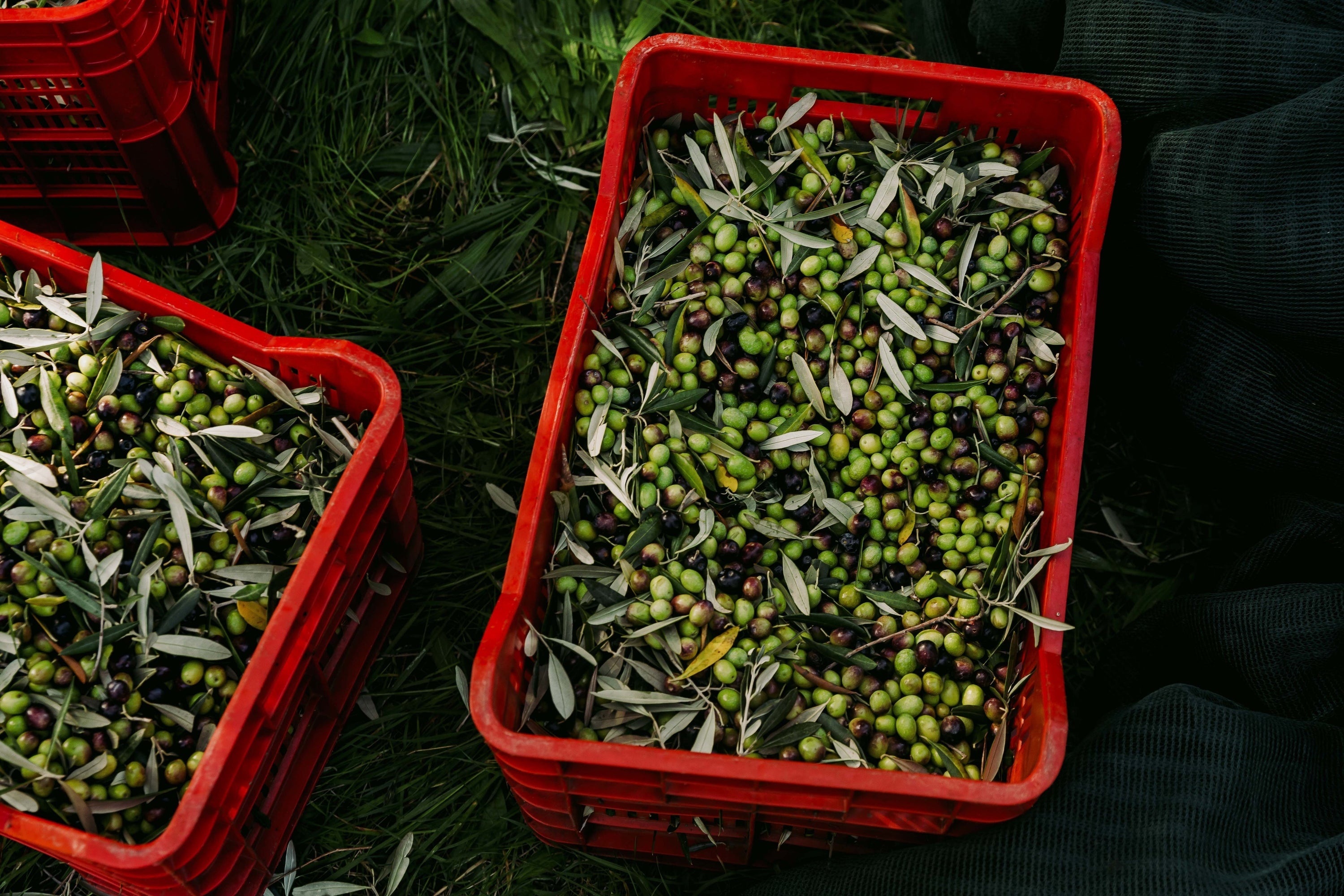 The Olives, the Land and the Craft